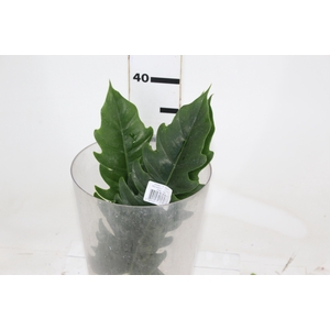 FOLHAGEM PHILODENDRON RING OF FIRE 020 CM