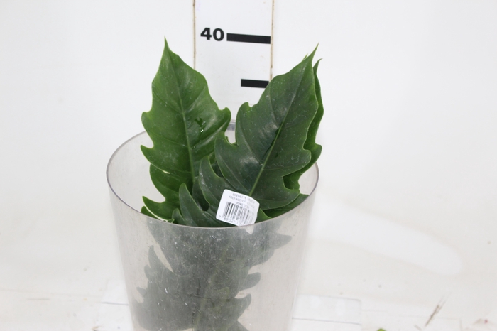 <h4>FOLHAGEM PHILODENDRON RING OF FIRE 020 CM</h4>