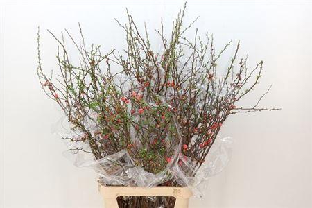 <h4>T Chaenomeles Superba</h4>