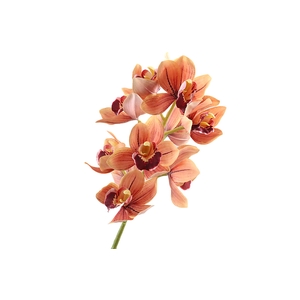Cymbidium Orchid Orange
