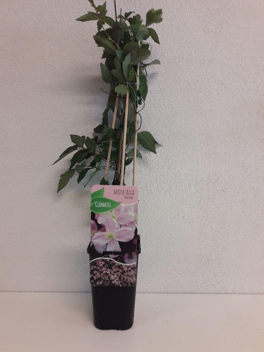 <h4>Clematis montana 'Mayleen'</h4>