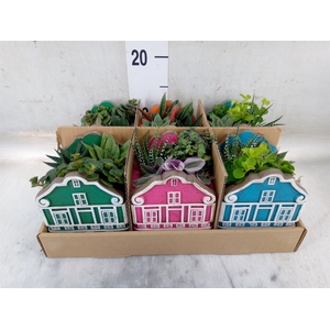 Arr.   Kamerplant Groen L%