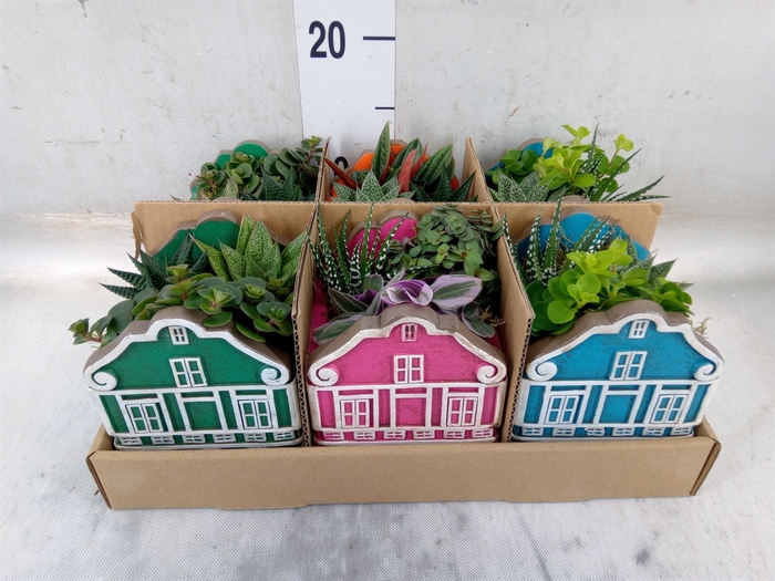 <h4>Arr.   Kamerplant Groen L%</h4>