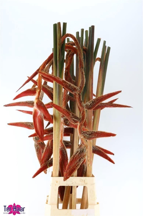 <h4>HELIC VEL SHE KONG</h4>