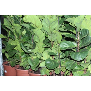 FICUS LYRATA BAMBINO P24 COMPACTO