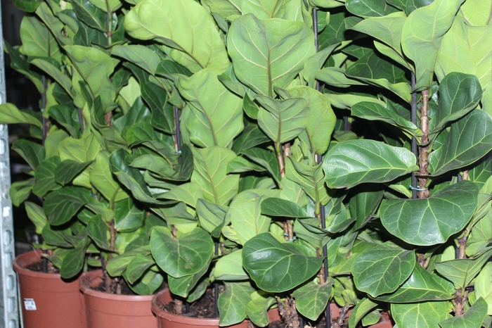 <h4>FICUS LYRATA BAMBINO P24 COMPACTO</h4>