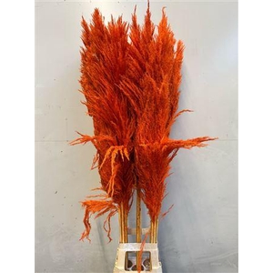 Cortaderia Orange