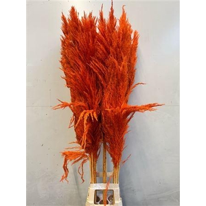 Cortaderia Orange