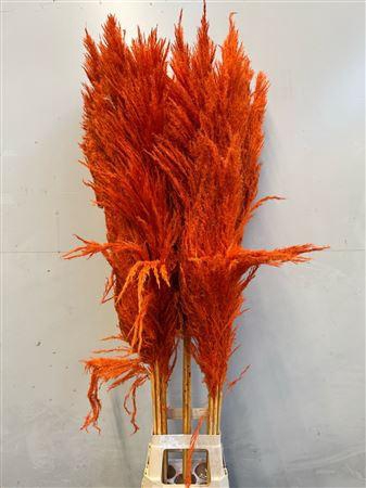<h4>Cortaderia Orange</h4>