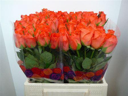 <h4>R Gr Copacabana</h4>