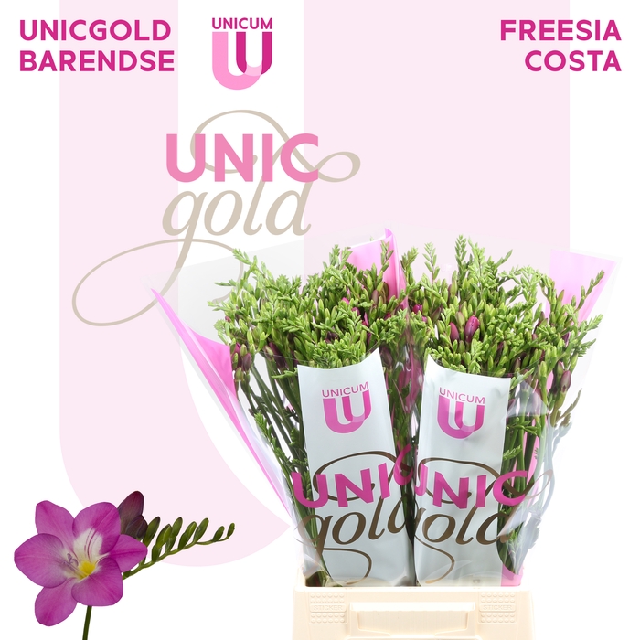<h4>UG Barendse - Costa</h4>