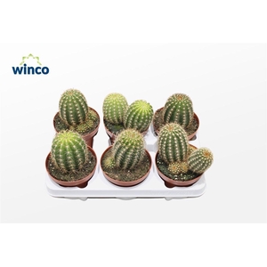 Trichocereus Grandiflorus