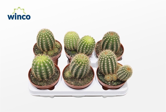 <h4>Trichocereus Grandiflorus</h4>