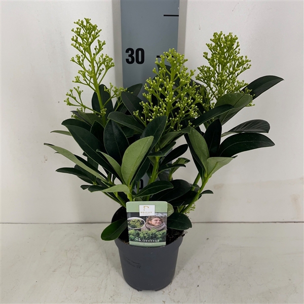 <h4>Skimmia Finchy 2-3</h4>