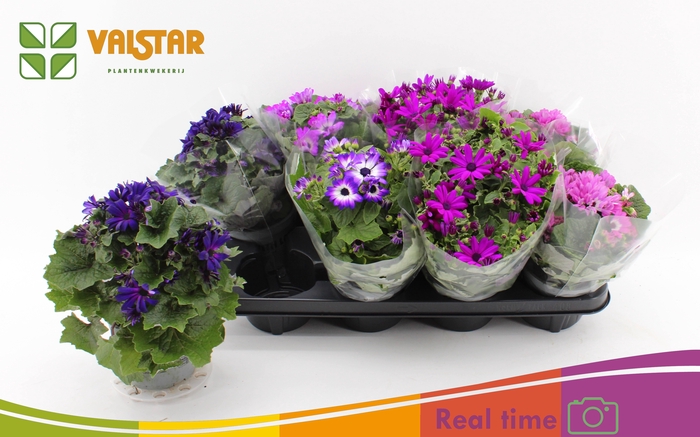 <h4>PERI C MAN GEM</h4>