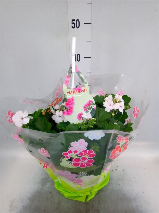 <h4>Pelargonium p.x z. 'Marcada White'</h4>