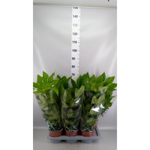 Fatsia japonica   ...