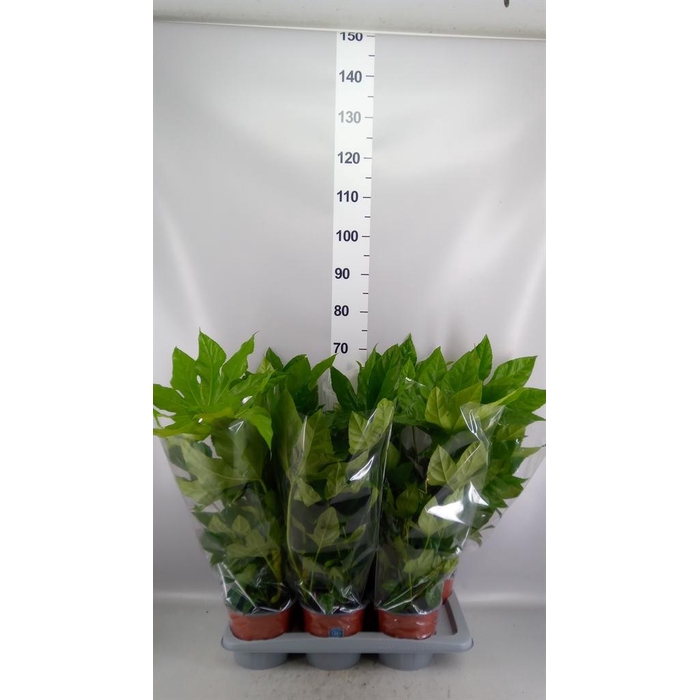 <h4>Fatsia japonica   ...</h4>