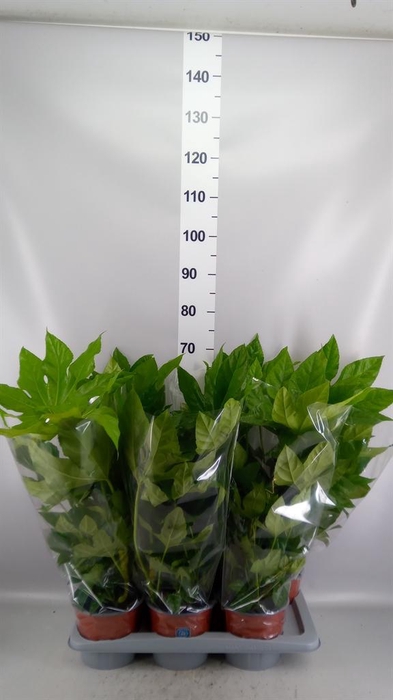 Fatsia japonica   ...