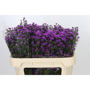 Aster Baby Pink