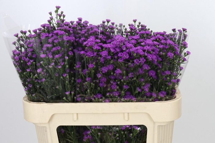 <h4>Aster Baby Pink</h4>