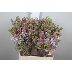 Syr V Lavaliensis 4+