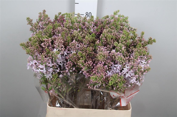 <h4>Syr V Lavaliensis 2+</h4>