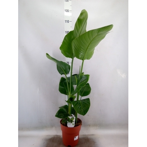 Strelitzia nicolai