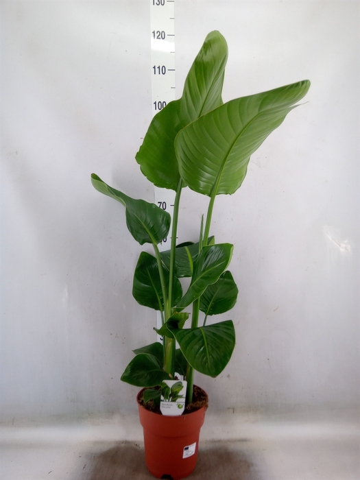 <h4>Strelitzia nicolai</h4>