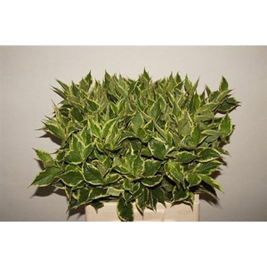 Weigela Fl Nana Vargiegata