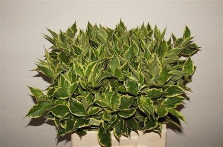 <h4>Weigela Fl Nana Vargiegata</h4>