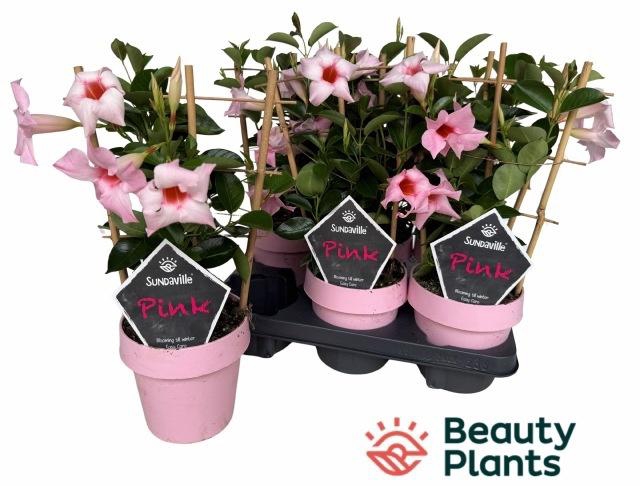 <h4>MANDE SUN CR PINK</h4>