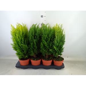 Conifers   ...mix