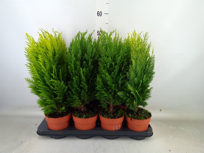 <h4>Conifers   ...mix</h4>