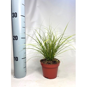 Carex 'Phoenix Green'