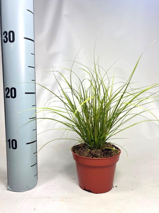 <h4>Carex 'Phoenix Green'</h4>