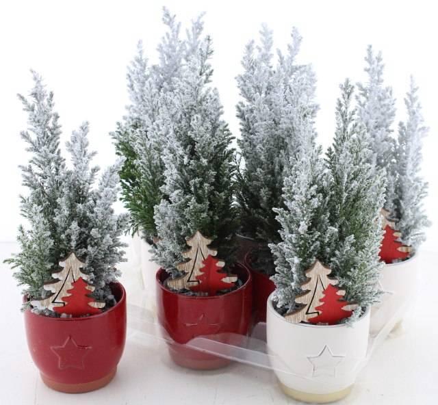 <h4>Cham L Ellwoodii</h4>