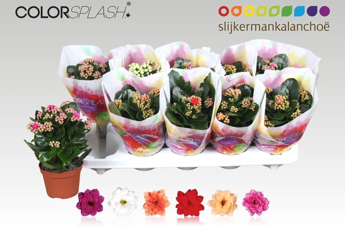 <h4>KAL GE GEM 6 KL</h4>