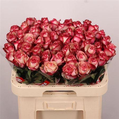 <h4>R Gr Paloma</h4>