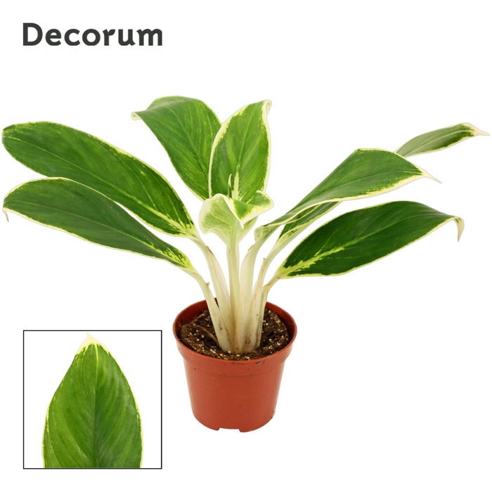 <h4>Aglaonema White lime 9 cm (Decorum)</h4>