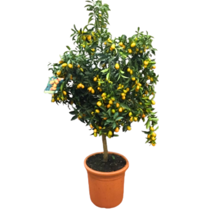 <h4>Citrus hystrix</h4>
