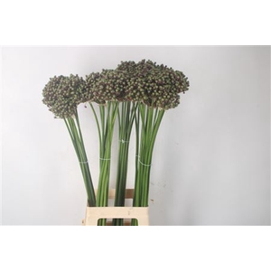 Allium Zaadbollen