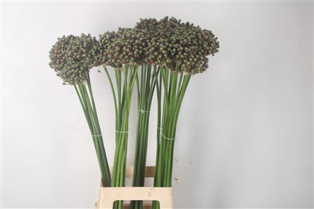 <h4>Allium Zaadbollen</h4>