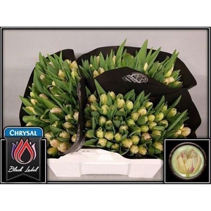 Tu Du Flaming Margarita