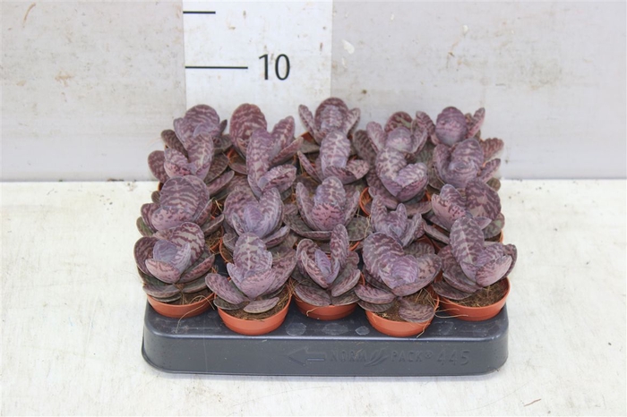 <h4>Kalanchoe Zebra</h4>