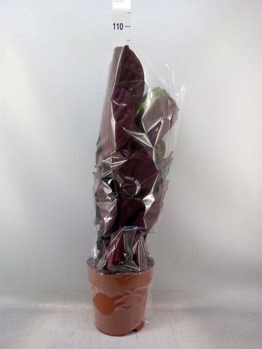 <h4>Calathea  'Medallion'</h4>