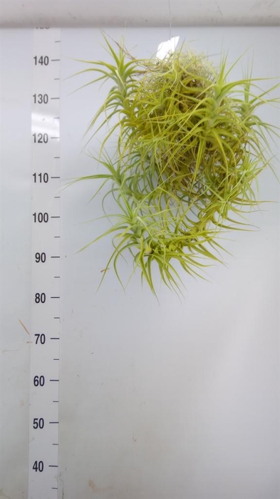 <h4>Tillandsia</h4>