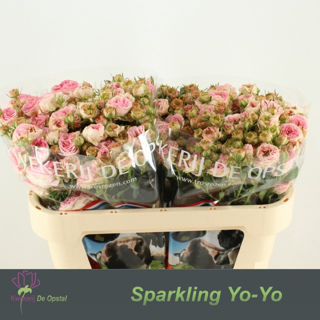 <h4>R tr Sparkling Yo-Yo</h4>