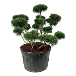 Pinus mugo 'Gnom'