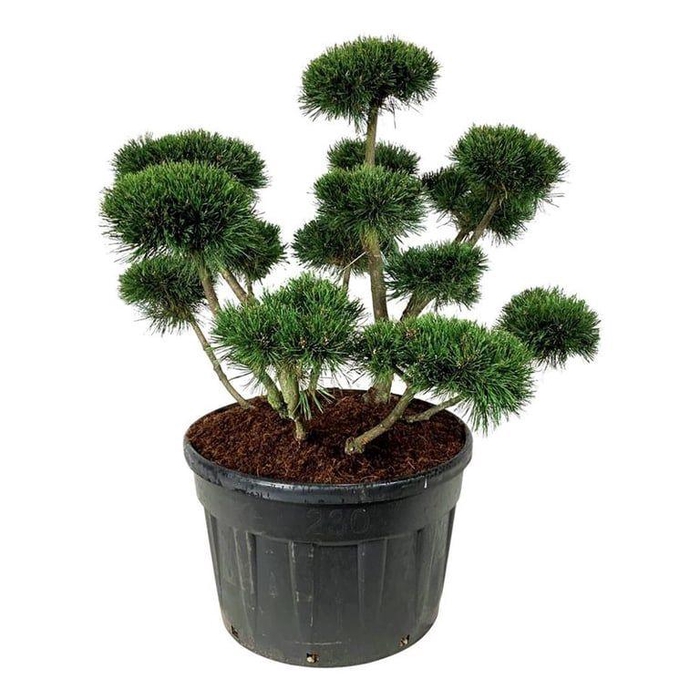 <h4>Pinus mugo 'Gnom'</h4>